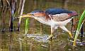 image by Kirms Photography Least Bittern-1